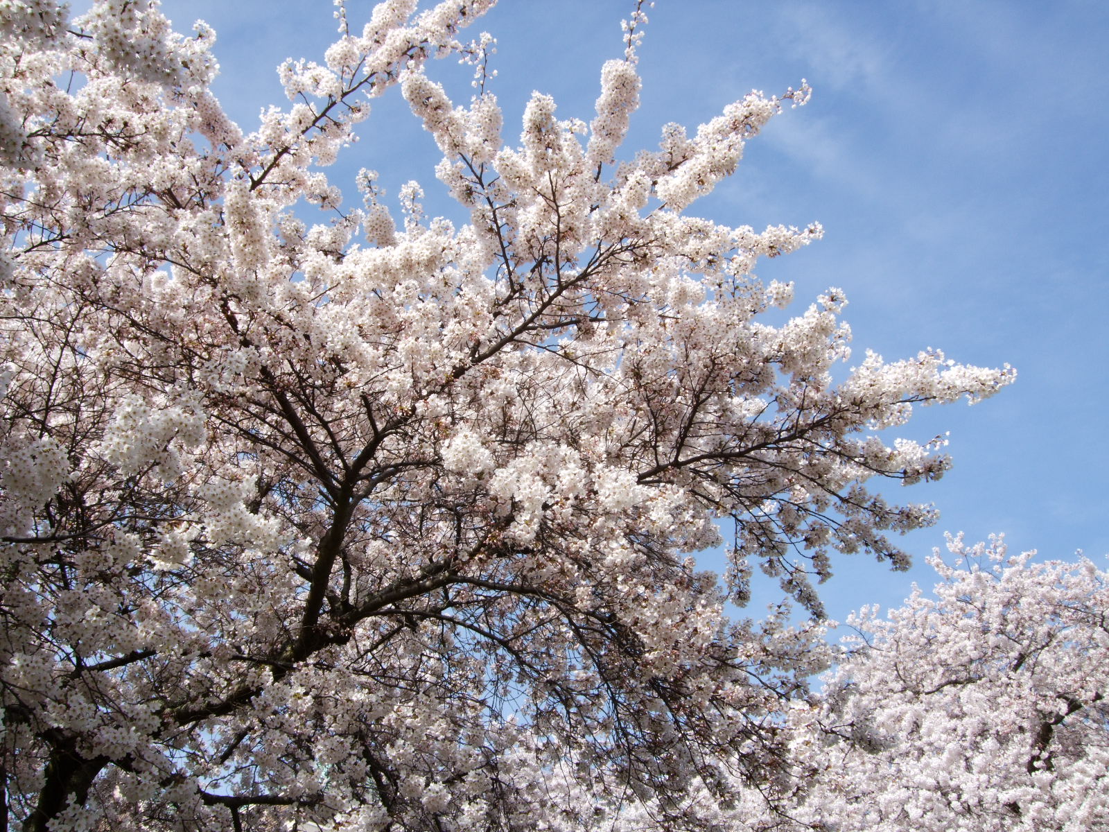  Cherry blossoms at UW, April 2013 