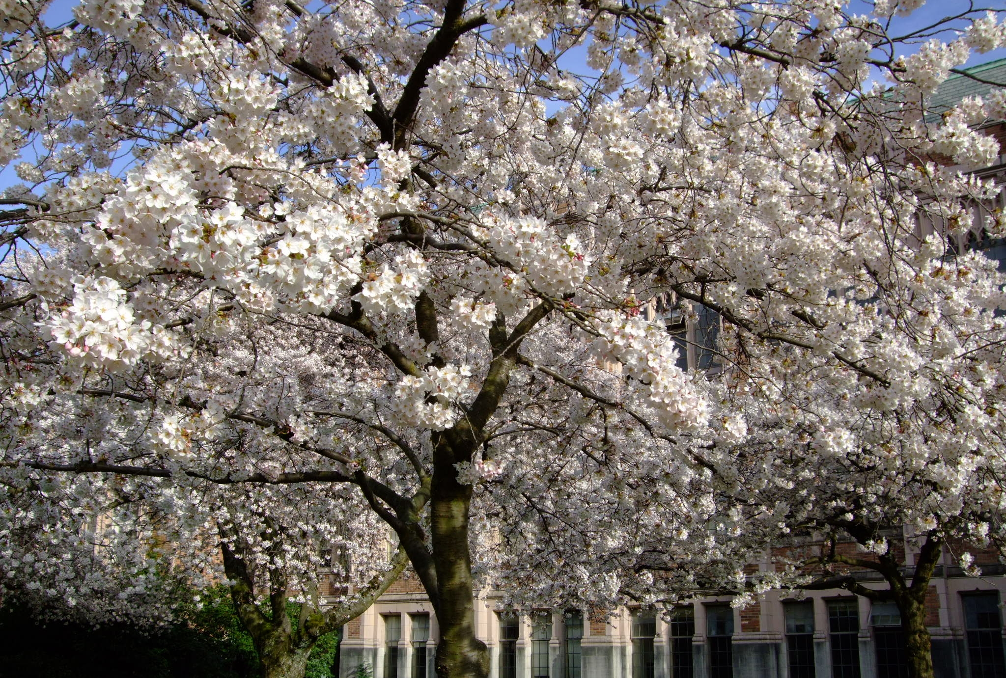  Cherry blossoms at UW, April 2013 