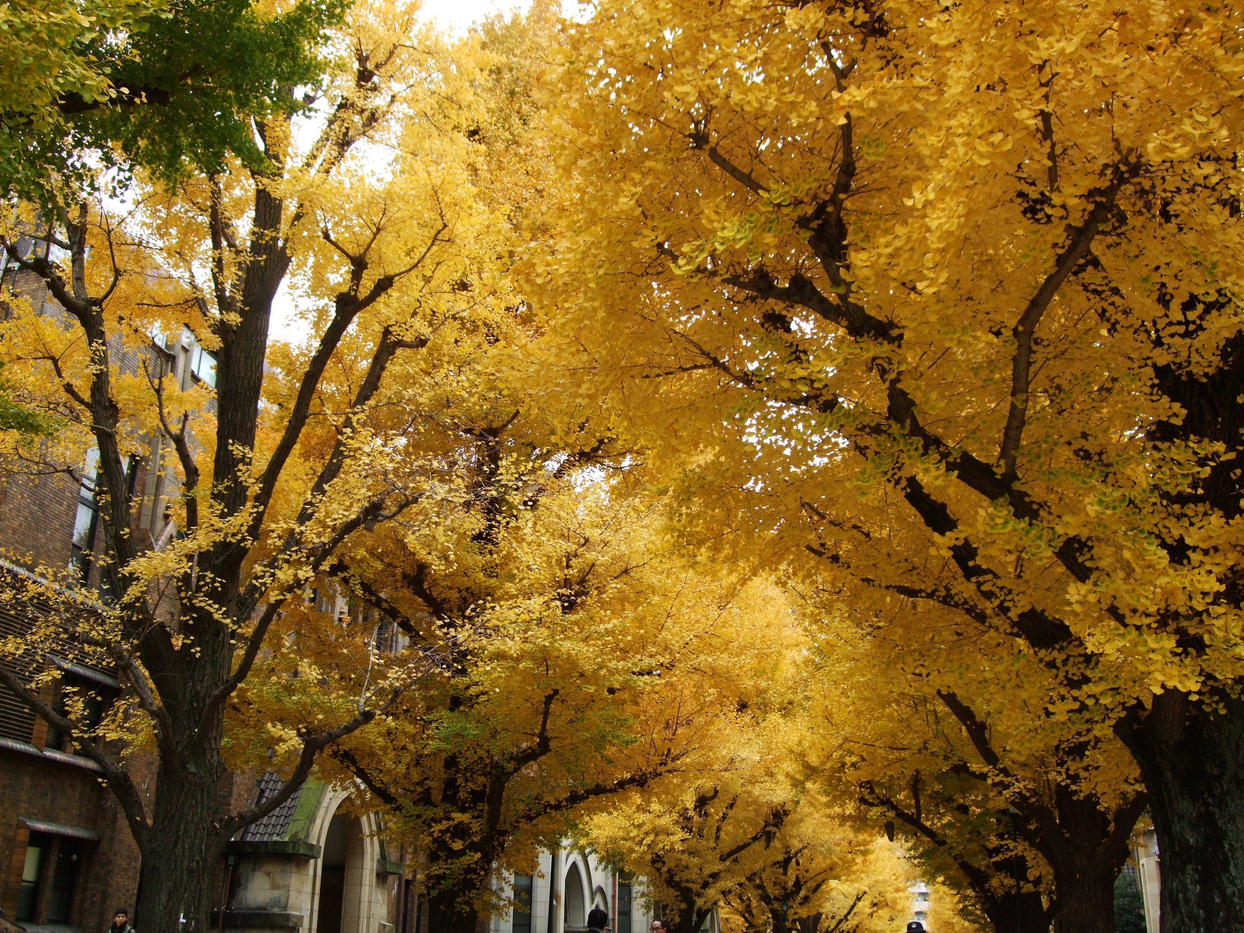  Gingko trees at U of Tokyo, November 2017 