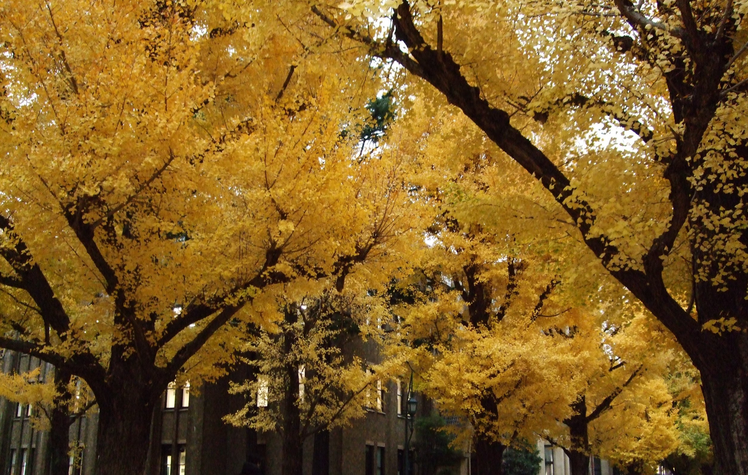  Gingko trees at U of Tokyo, November 2017 