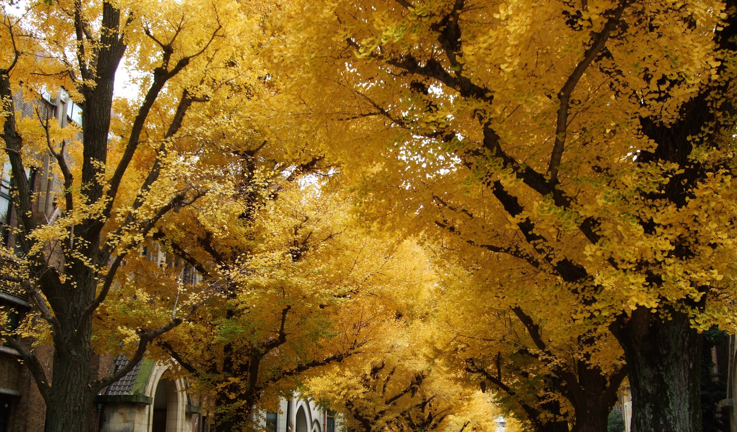  Gingko trees at U of Tokyo, November 2017 