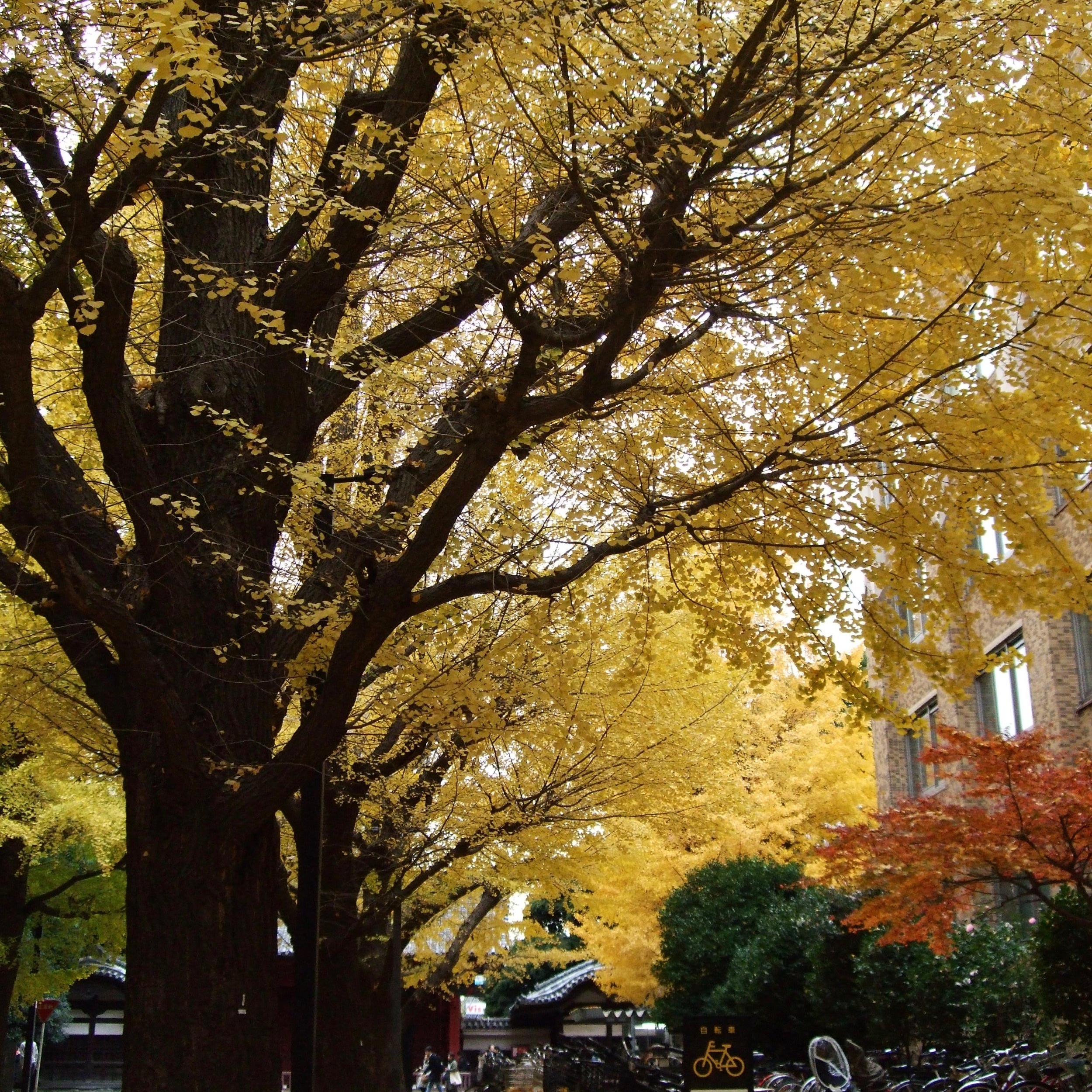  Gingko trees at U of Tokyo, November 2017 