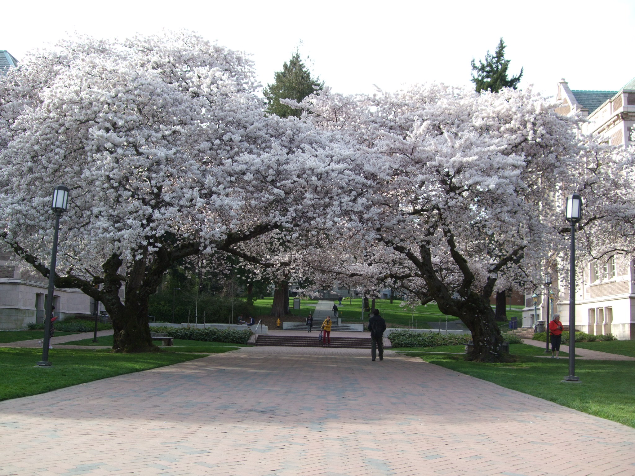  Cherry blossoms at UW, April 2013 