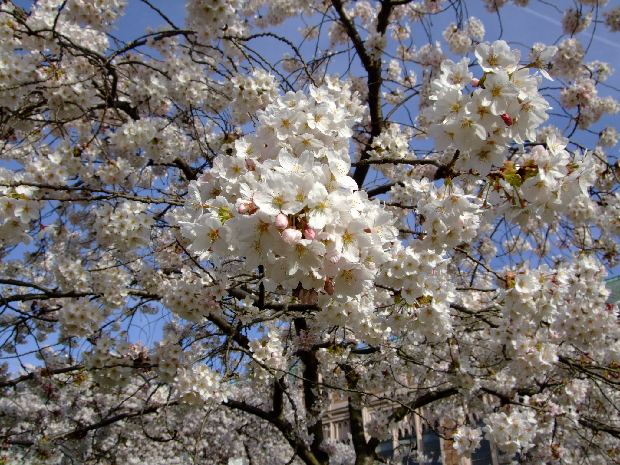  Cherry blossoms at UW, April 2013 