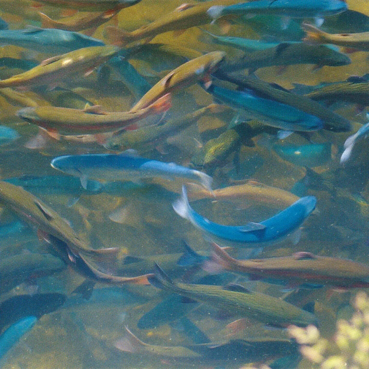 Fish Sales 2.jpg