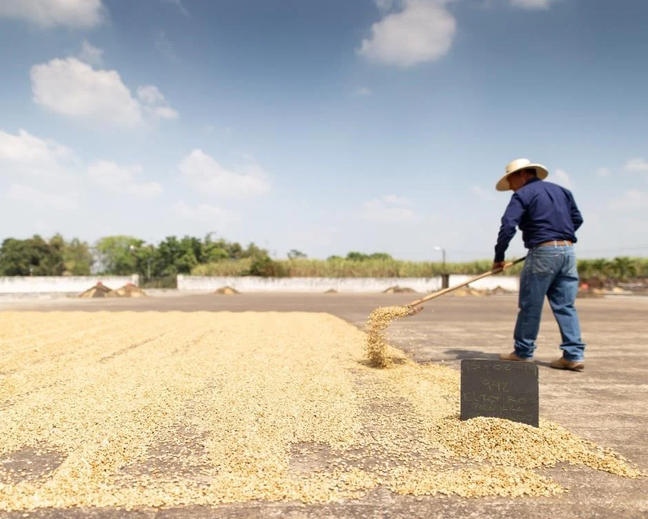 Lot 942 from the El Retiro farm, Café Pacas (photos of the farm above).