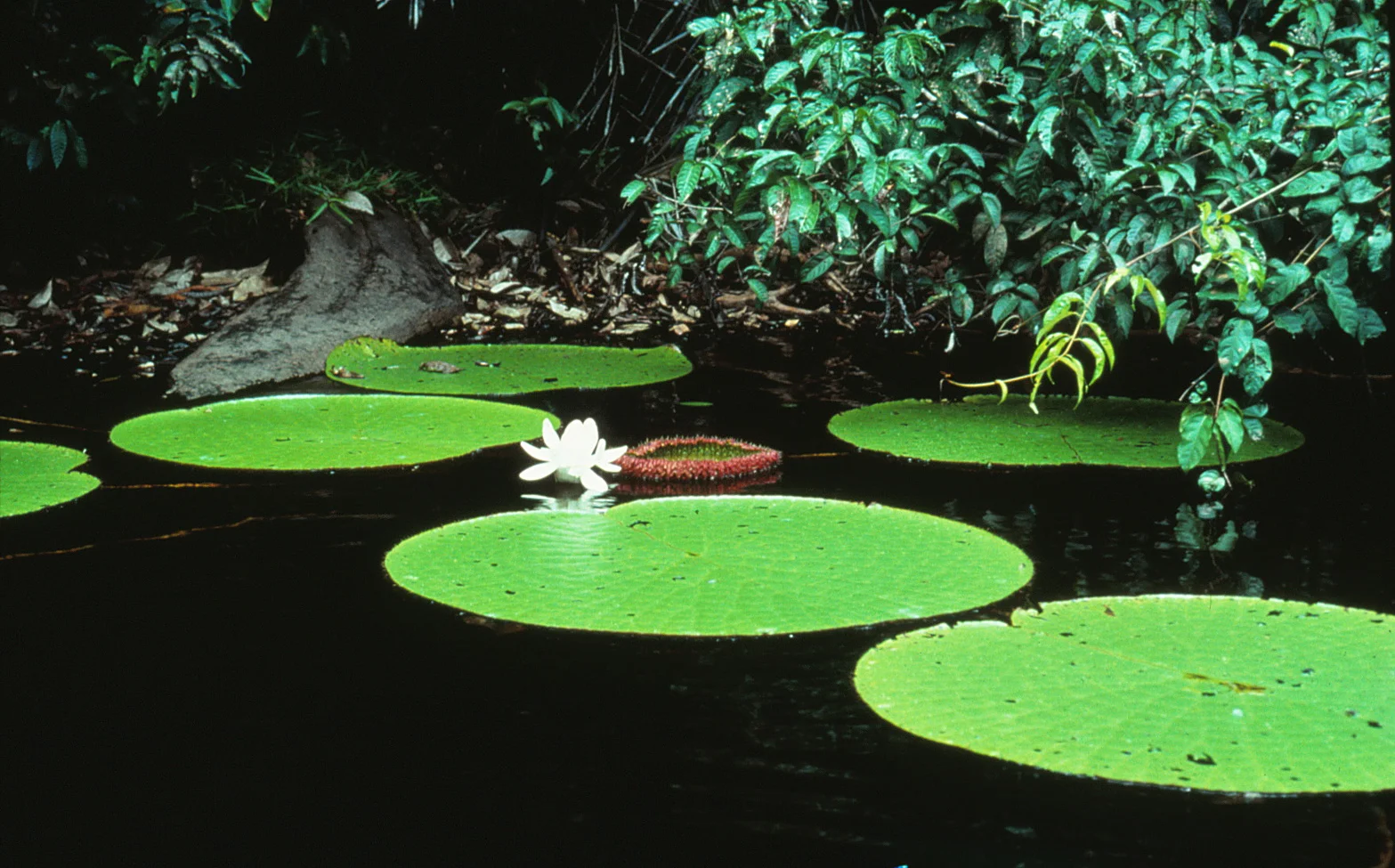 06 Victoria Amazonica.jpg