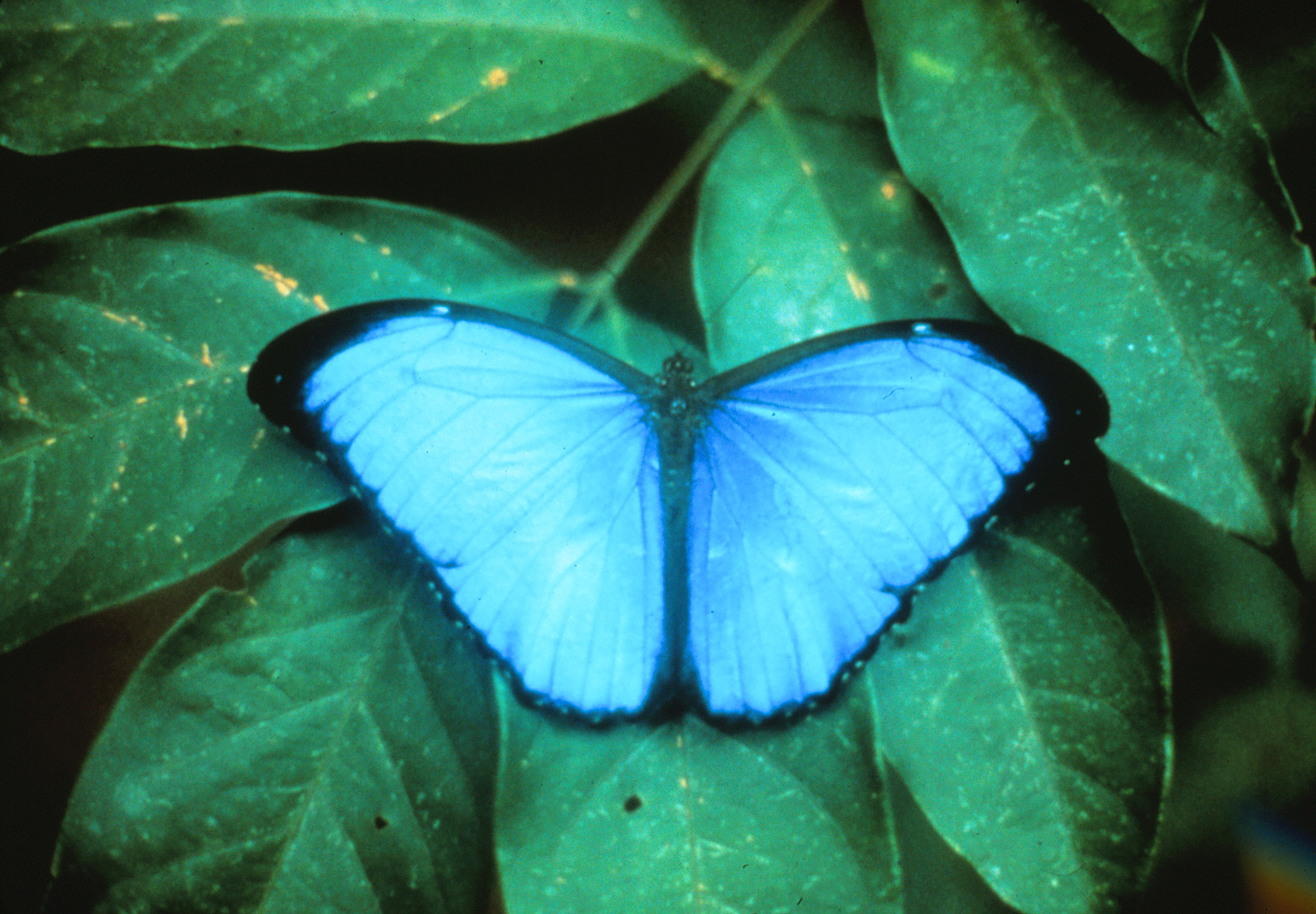08 Morpho menelaus .jpg