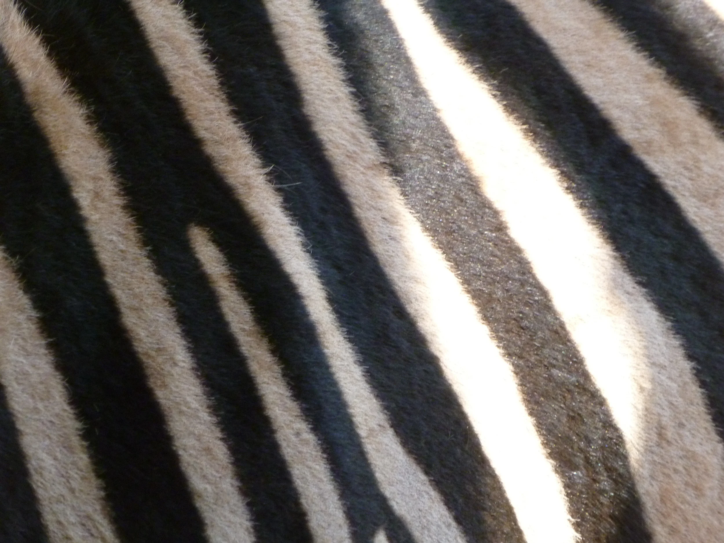 07-Zebra.jpg