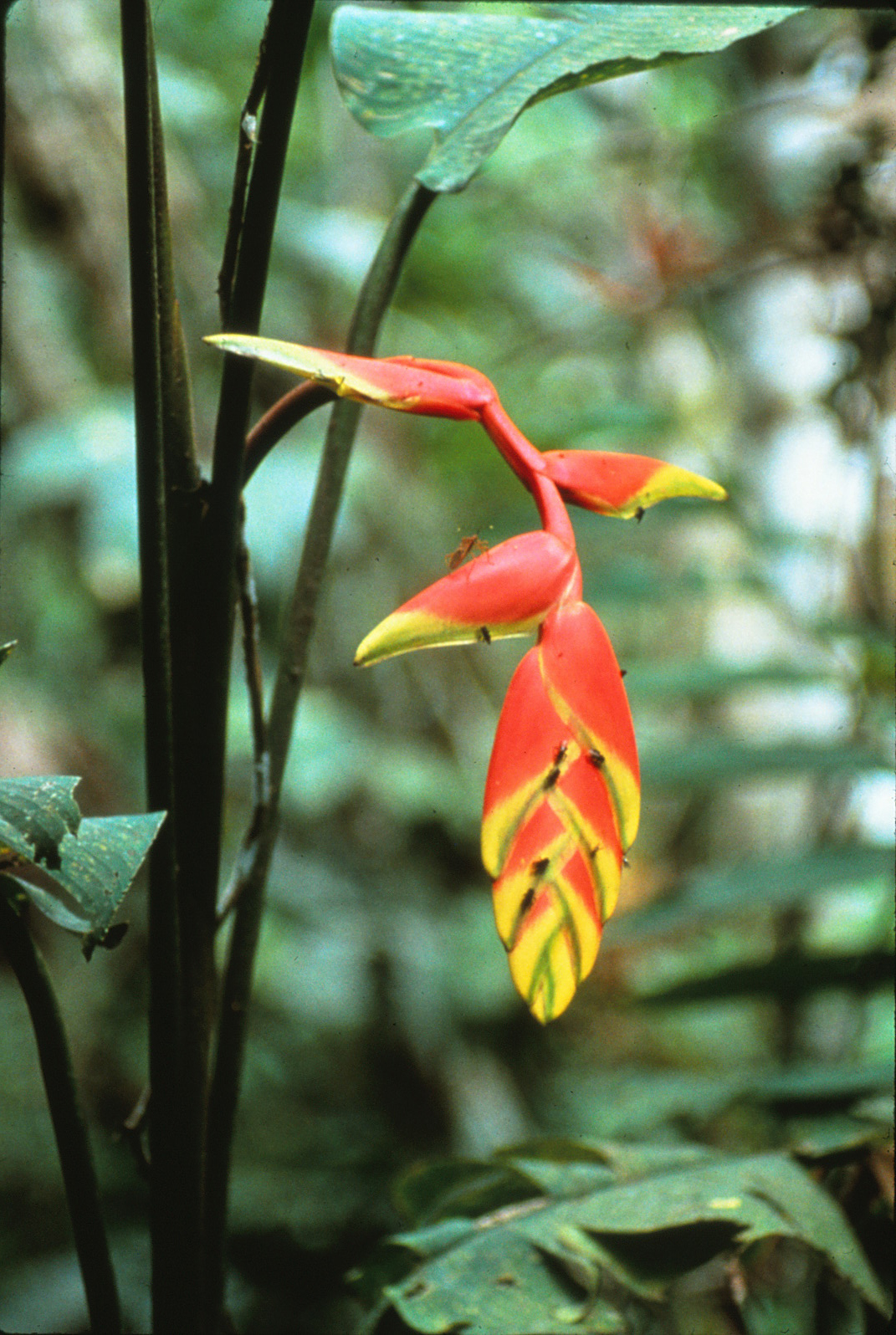 12 Helicanthus.jpg
