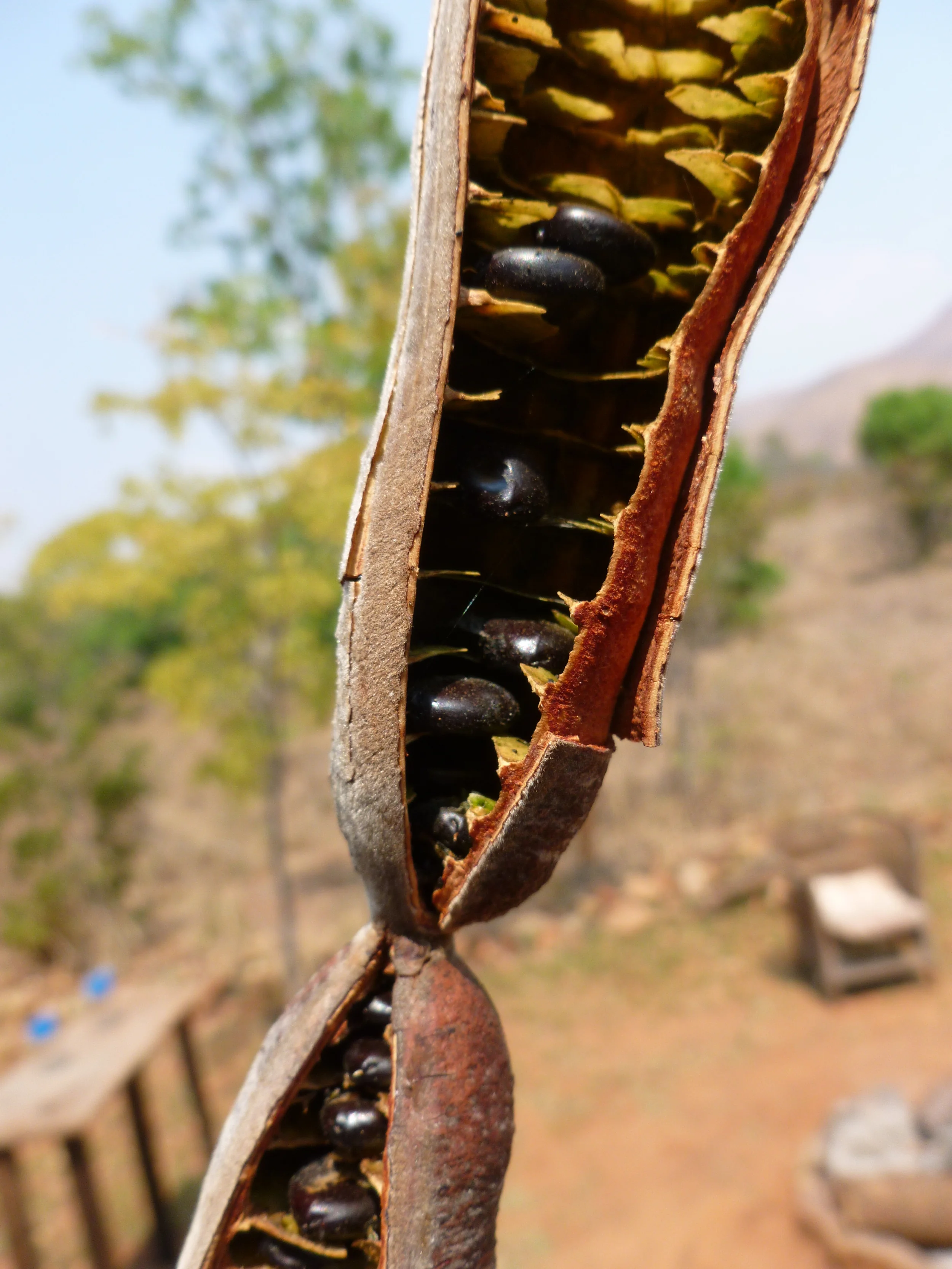 07 Long pod cassia.jpg