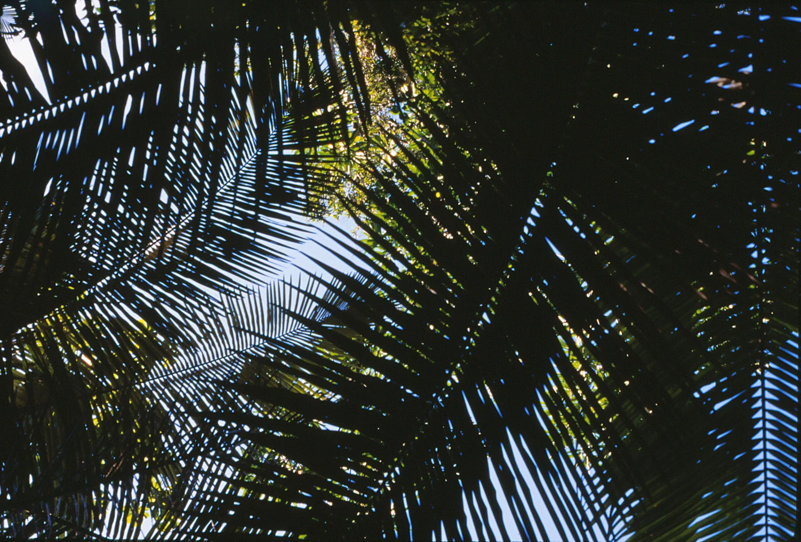 13 Amazon canopy.jpg