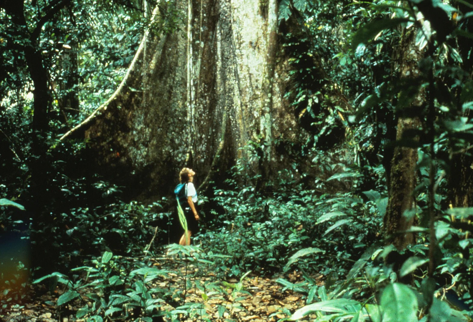 14 Buttress roots.jpg