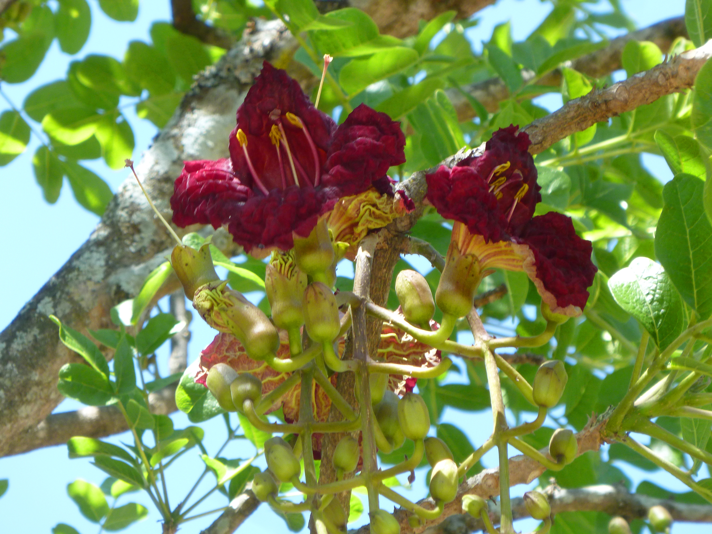 11 Kigelia flower Original(RGB).jpg