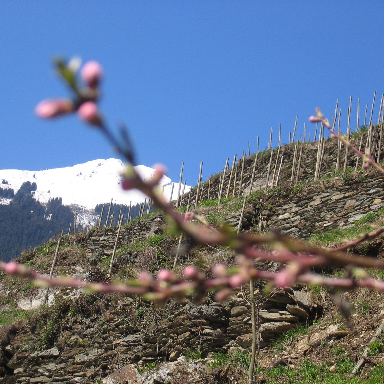 The Savoie, in the Rhone Alps region of Eastern France. Cheese, wild mushrooms, rich stews and fruit tarts are all popular on the Savoyard table.