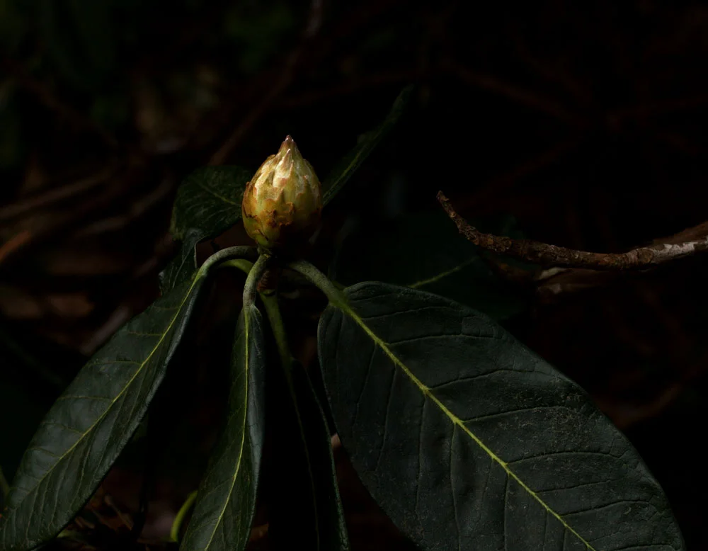 Rare rhododendrons on site at Reuthe's