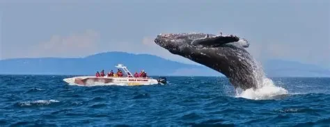 TY- 2026/27 Sea Safari and Cape Clear Marine Wildlife Tour