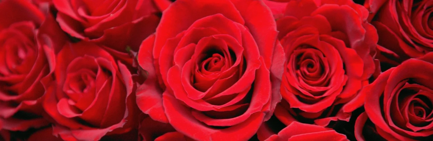 STOP! Only fools rush in... to RRSPs