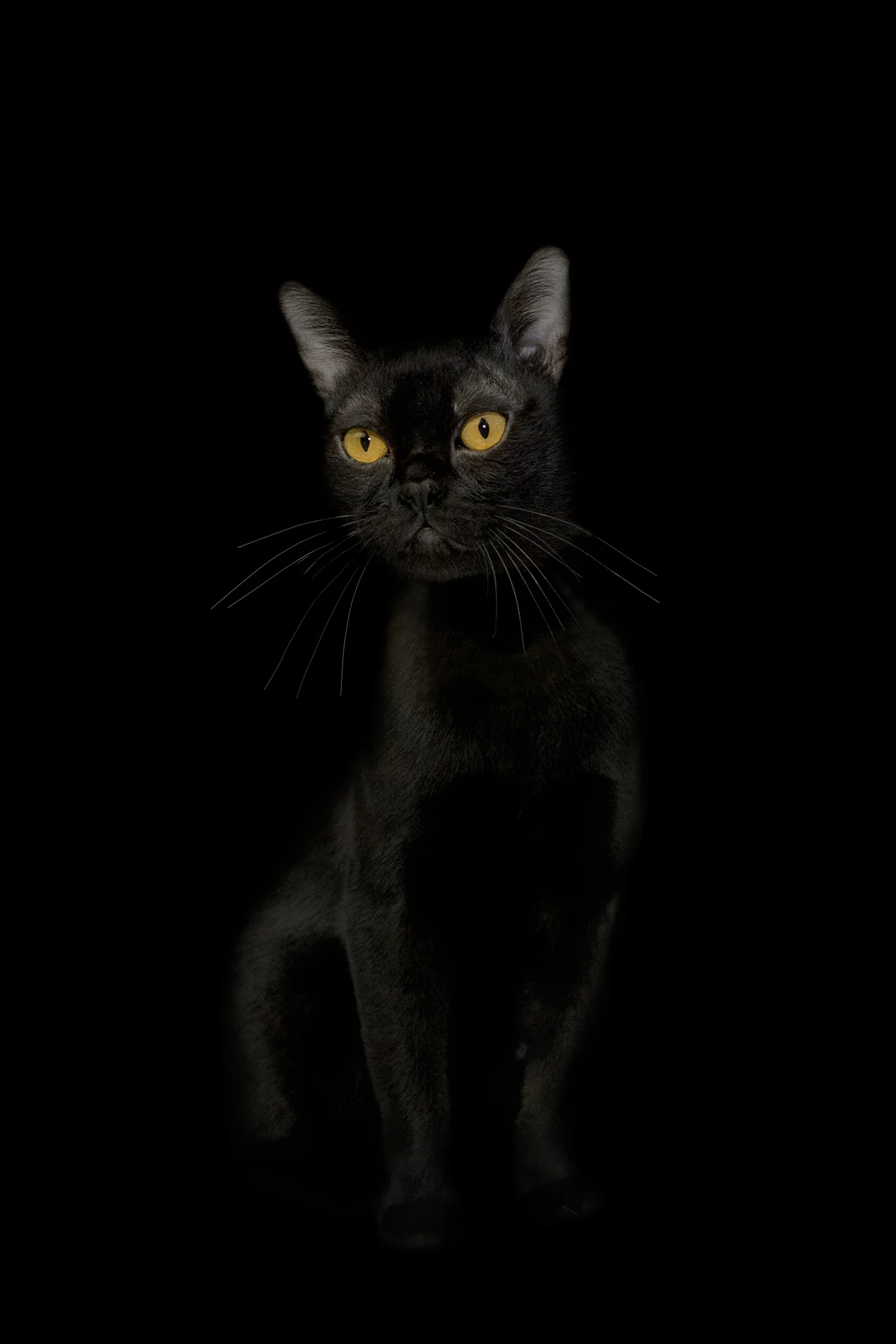 Cat I 18”X25.5”