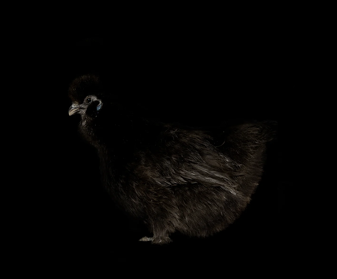 Rooster
