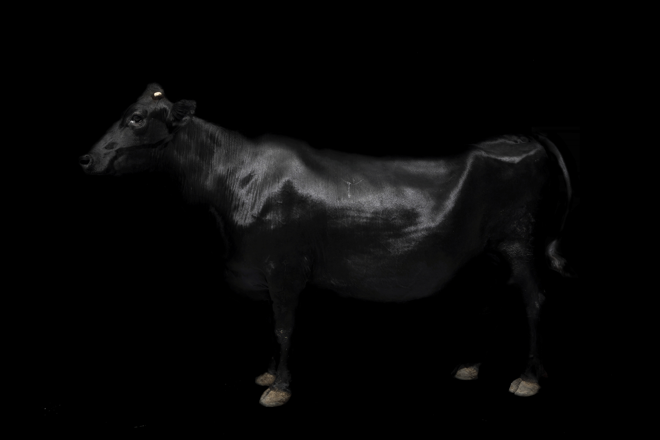 Cow