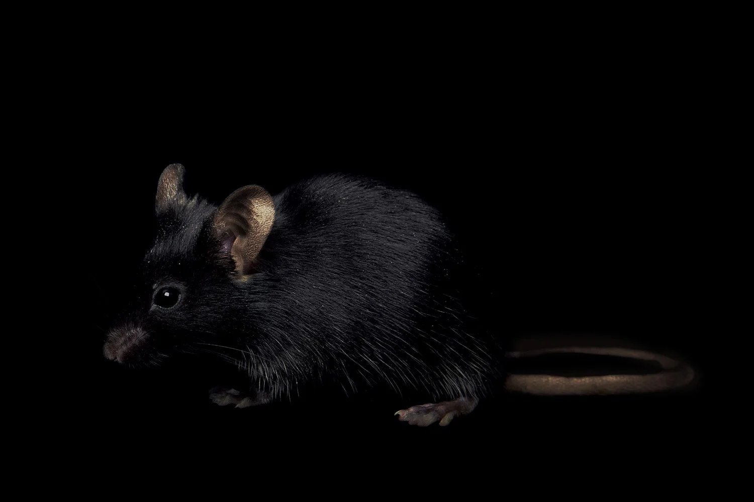 Mouse
