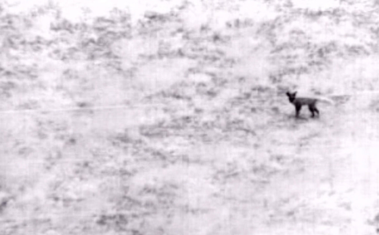 Fox II, 2 ثعلب ٢,שועל