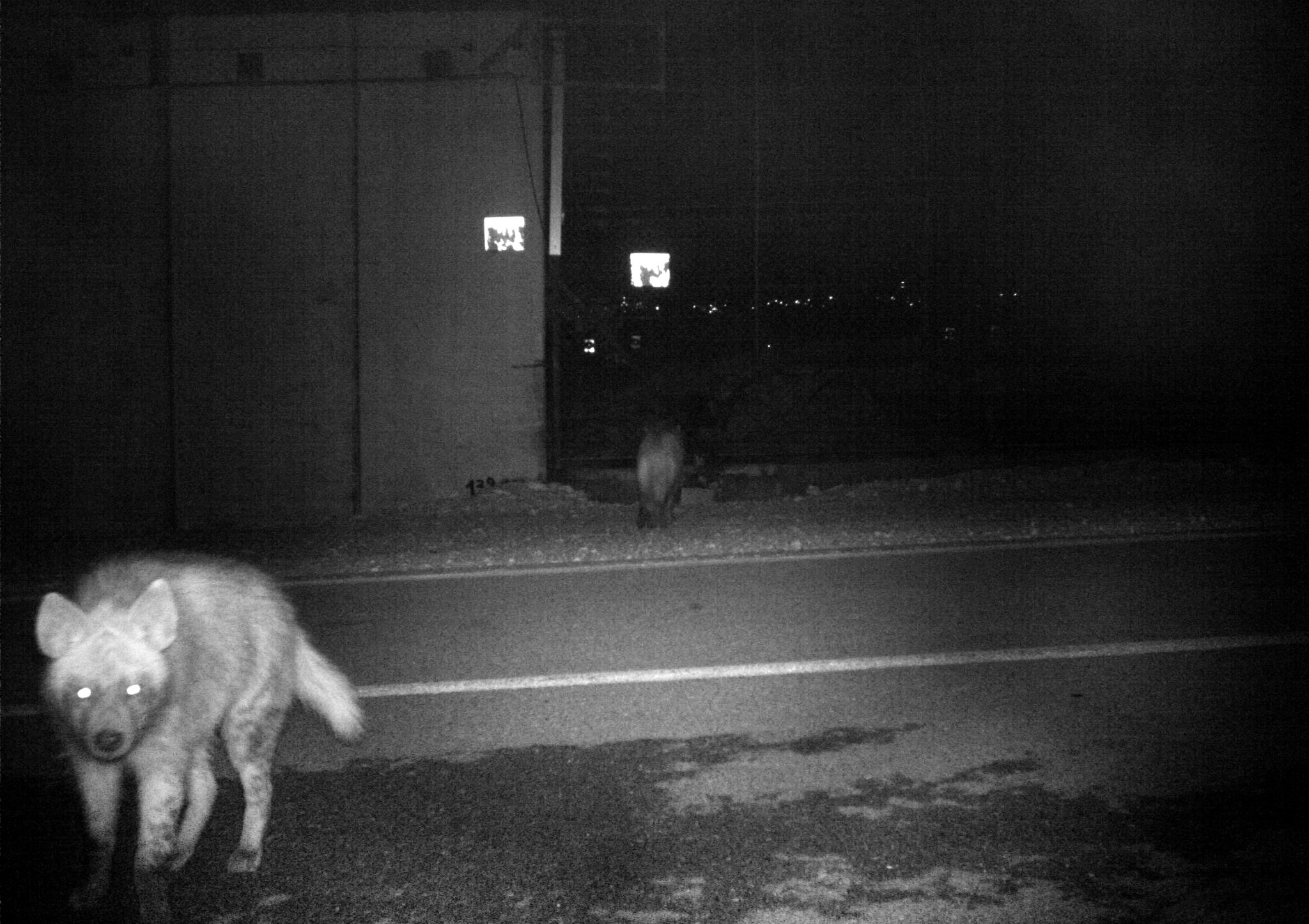 Hyena, ضبع ,צבוע I 70x50 cm, Archival pigment print, 2017-18