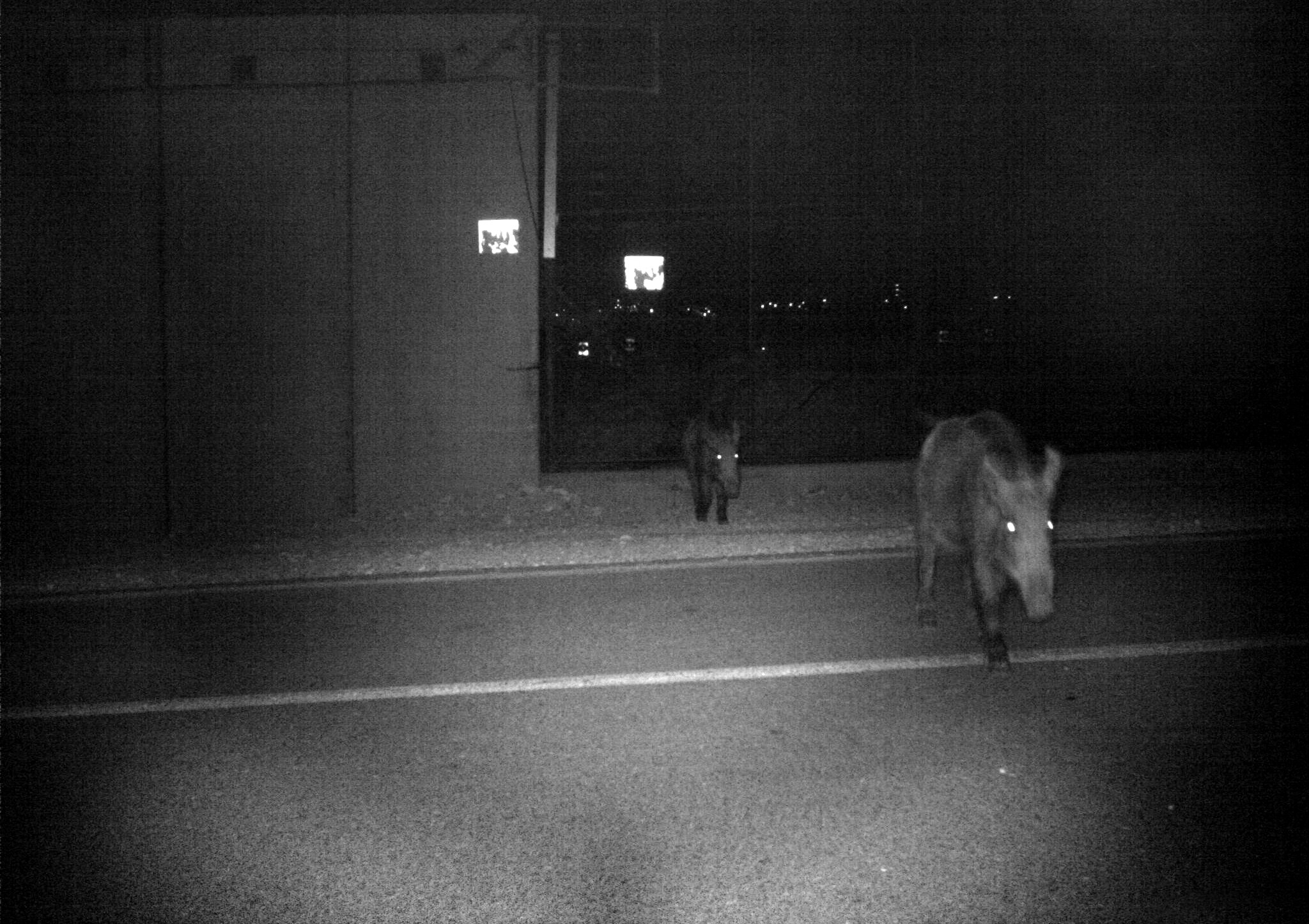 Wild boar II, 2 خنزير بري ٢, חזיר בר I 70x50 cm, Archival pigment print, 2017-18