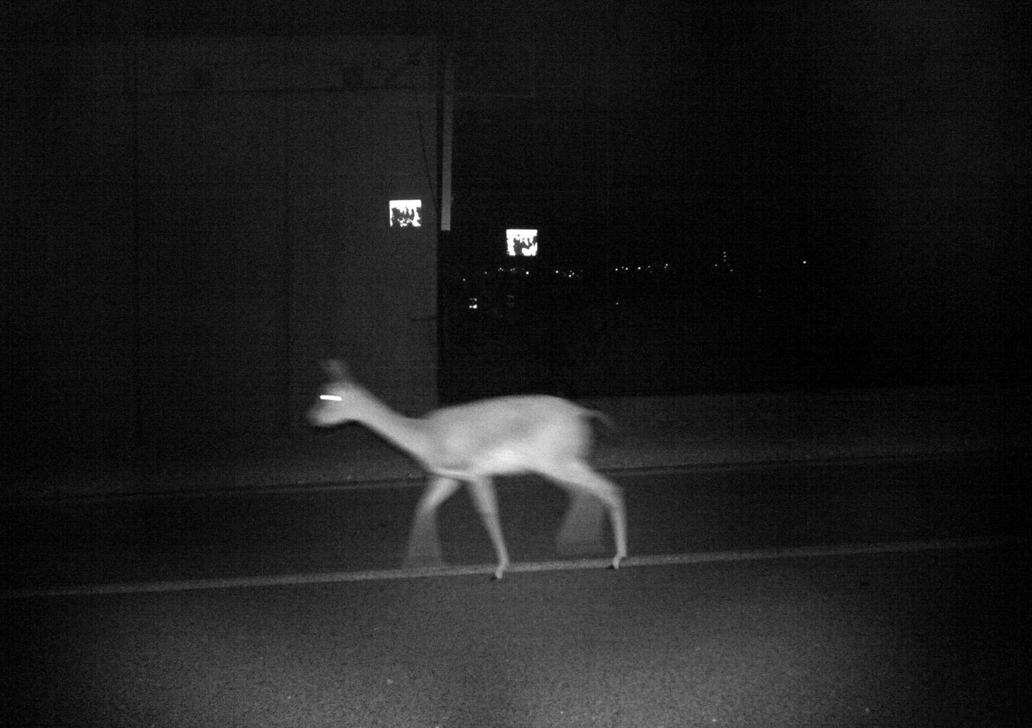 Gazelle, أيل ,צבי I 70x50 cm, Archival pigment print, 2017-18