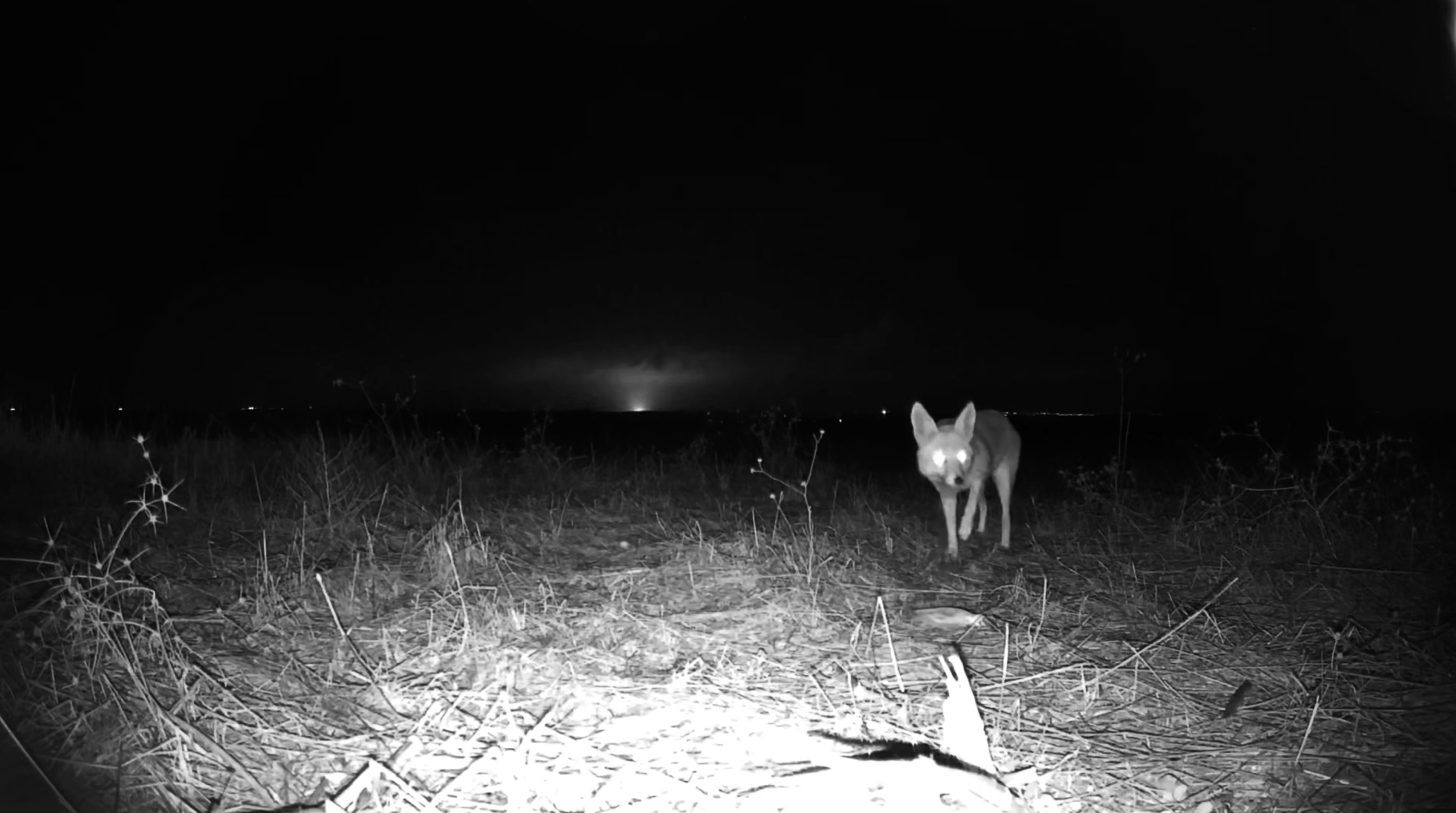Several days after October 7, Laufer drove south, intending to create a documentary project. Stopping at the roadside, she noticed animal tracks and droppings. Like a scout, she followed them, her footsteps echoing the sounds of bombardments. The wa