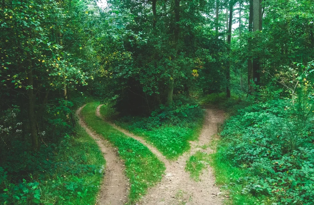 naturefork.jpg