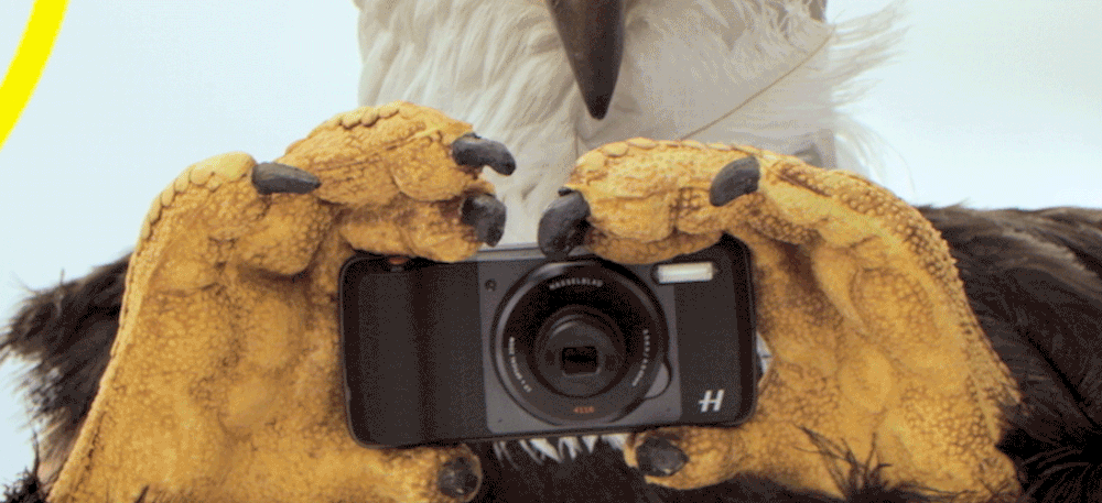 big-bird.gif