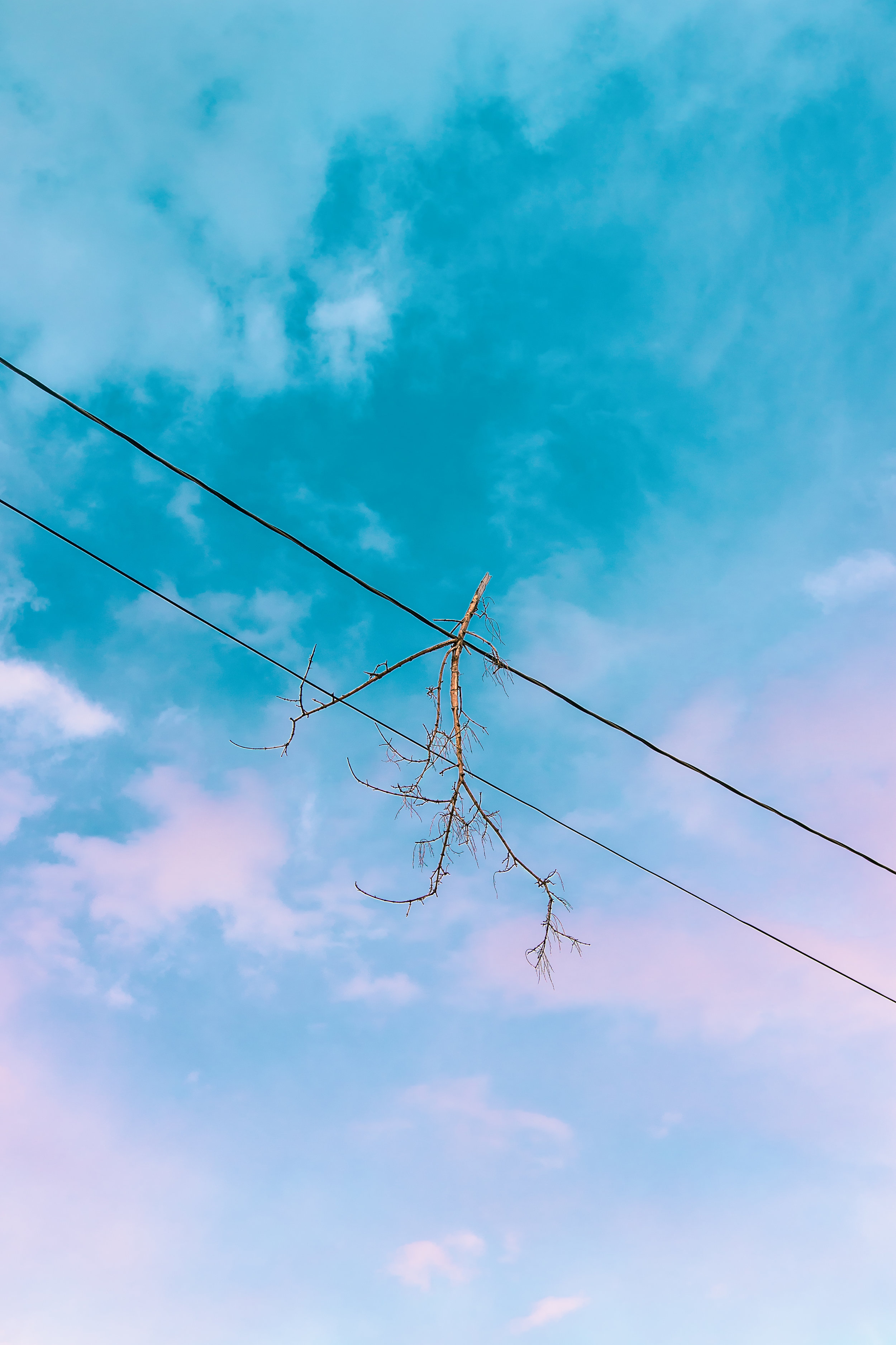 branch on wire.jpg