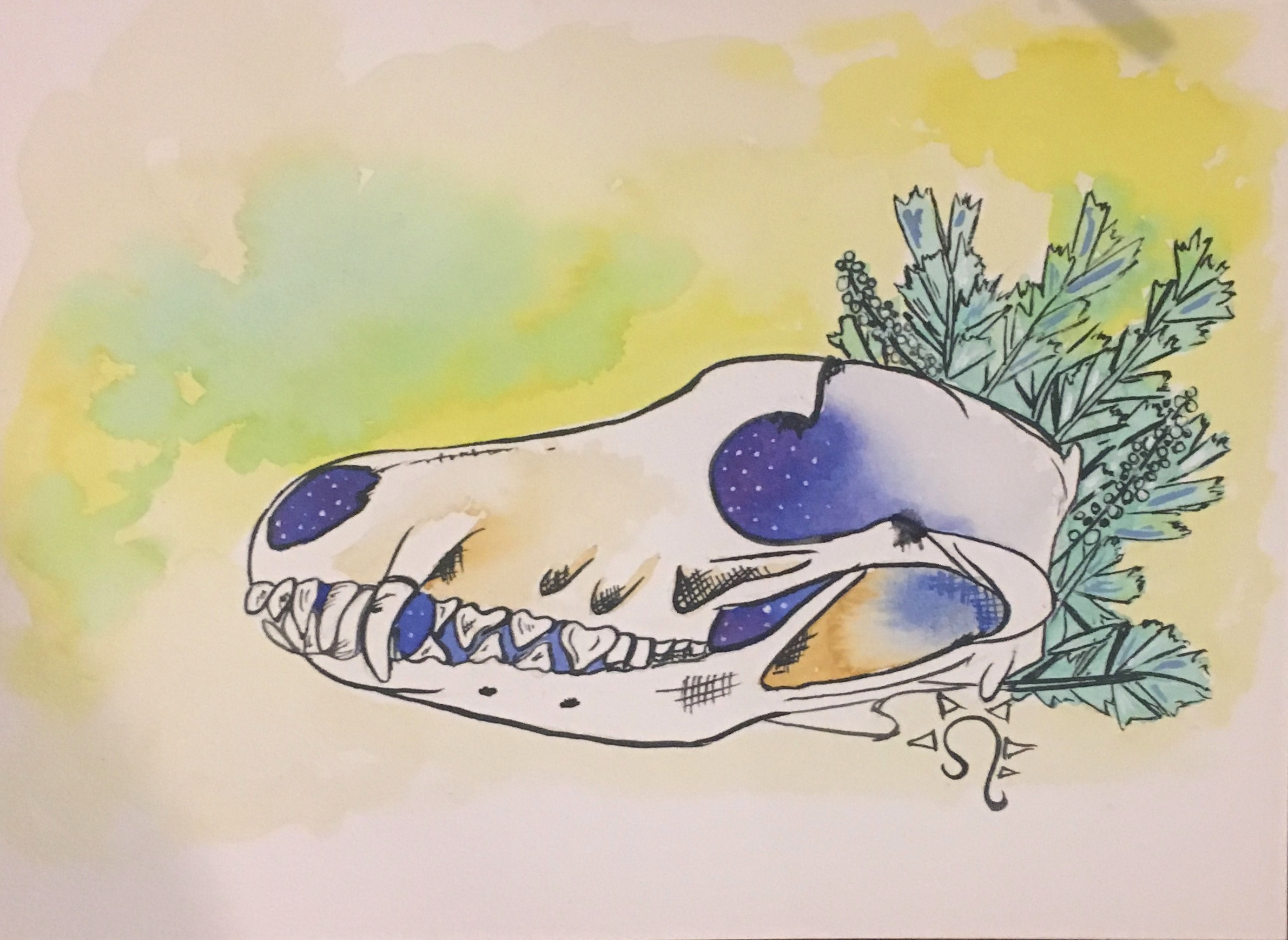 Sage Coyote