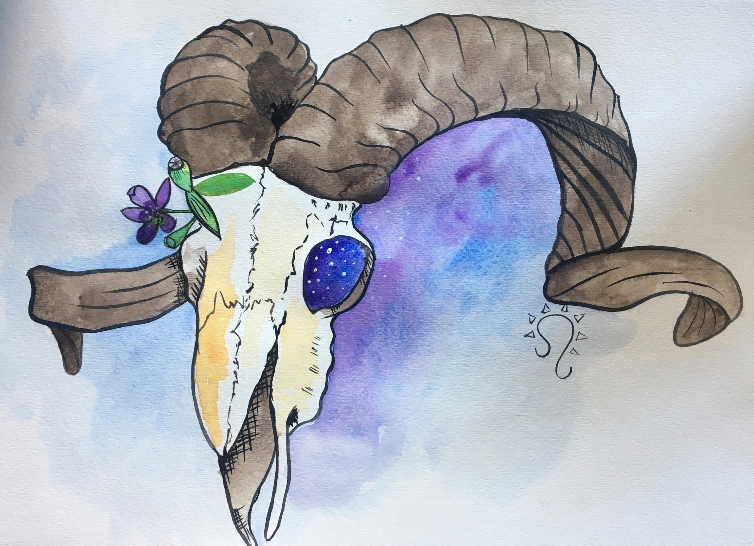 Bighorn Sheep