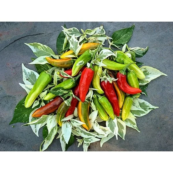 Backyard Harvest Season Hot Sauce with Garlic, Cucumbers, and a Medley of Peppers