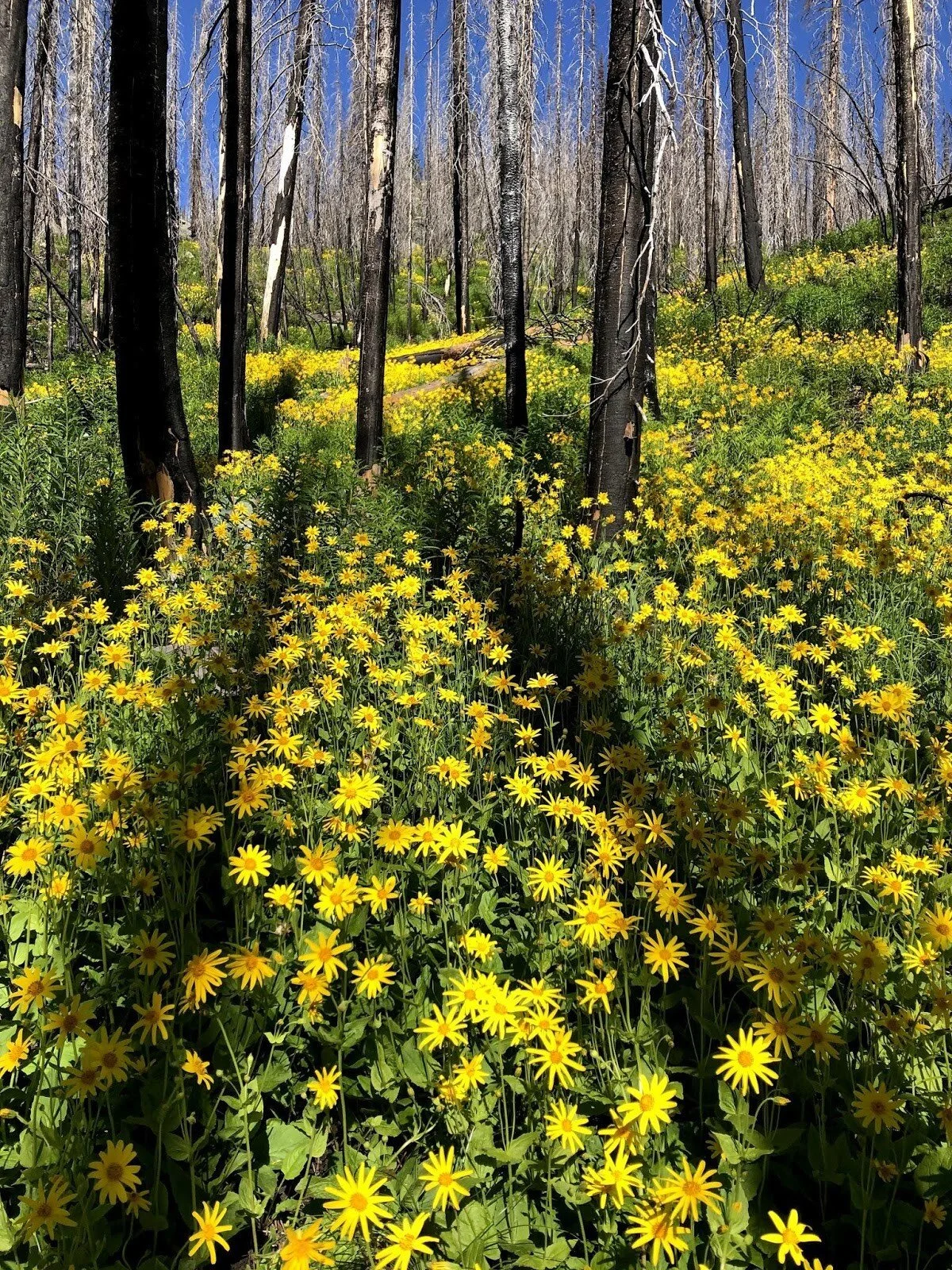 Wildflowers of The Bob
