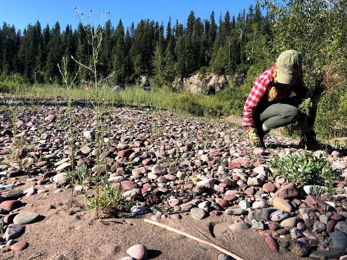 Weeds in the Wilderness