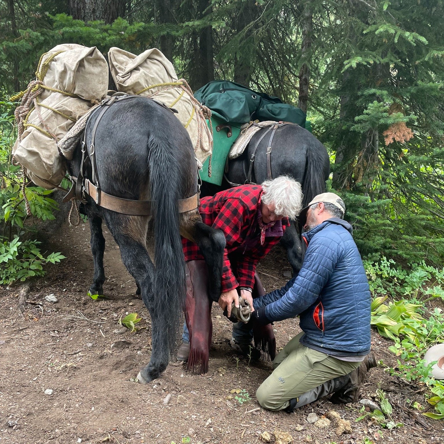 We're excited to announce another new clinic this year: a Backcountry Hoof Care Clinic! If you travel with stock in the backcountry, this clinic will give you the basics on how to deal with hoof care emergencies on the trail.

This clinic is led by B