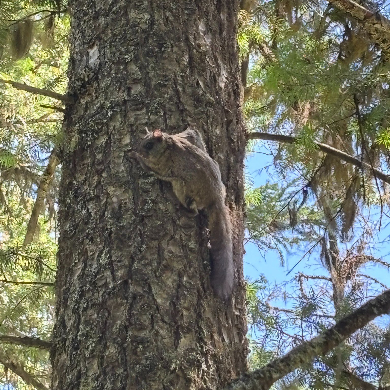 Check out this flying squirrel one of our volunteer crews spotted on the Big River trail! These nocturnal critters are pretty rare to see during the day.
Northern flying squirrels are native to North America, and are a "keystone species" b