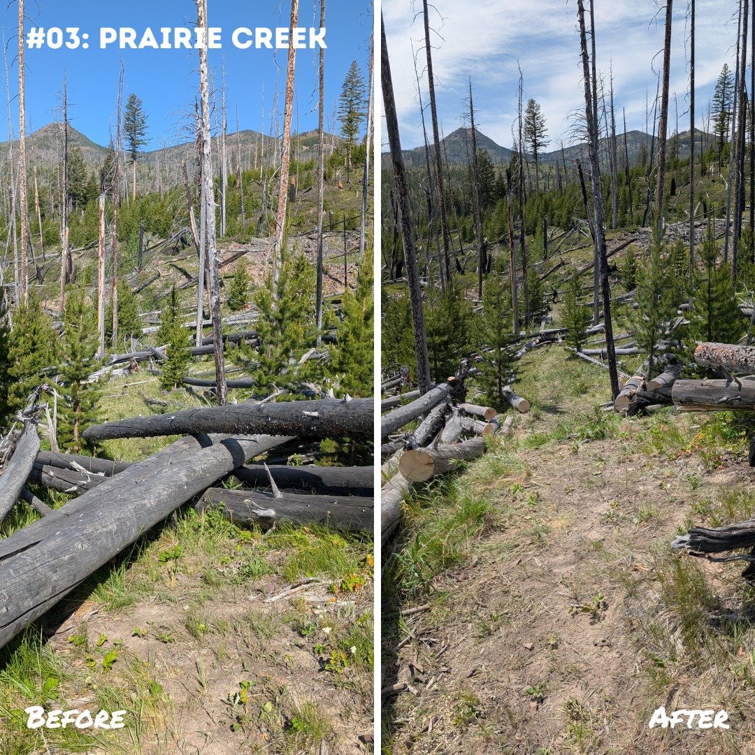 We love a good before and after 😍 Check out these gems from a few of our projects so far this summer!
#lovethebob #bobmarshallwilderness #greatbearwilderness #scapegoatwilderness #bobmarshallwildernesscomplex #volunteervacations #wilderness #trailw