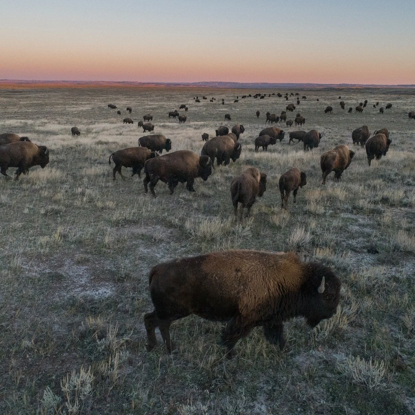 Announcing: Bison Harvest Raffle for the Bob! π¦¬
We're very excited to offer this chance to win a mature bull bison harvest from the stunning 27,000-acre Sun Prairie preserve near Malta, Montana, thanks to @americanprairie!
With public harvests limi