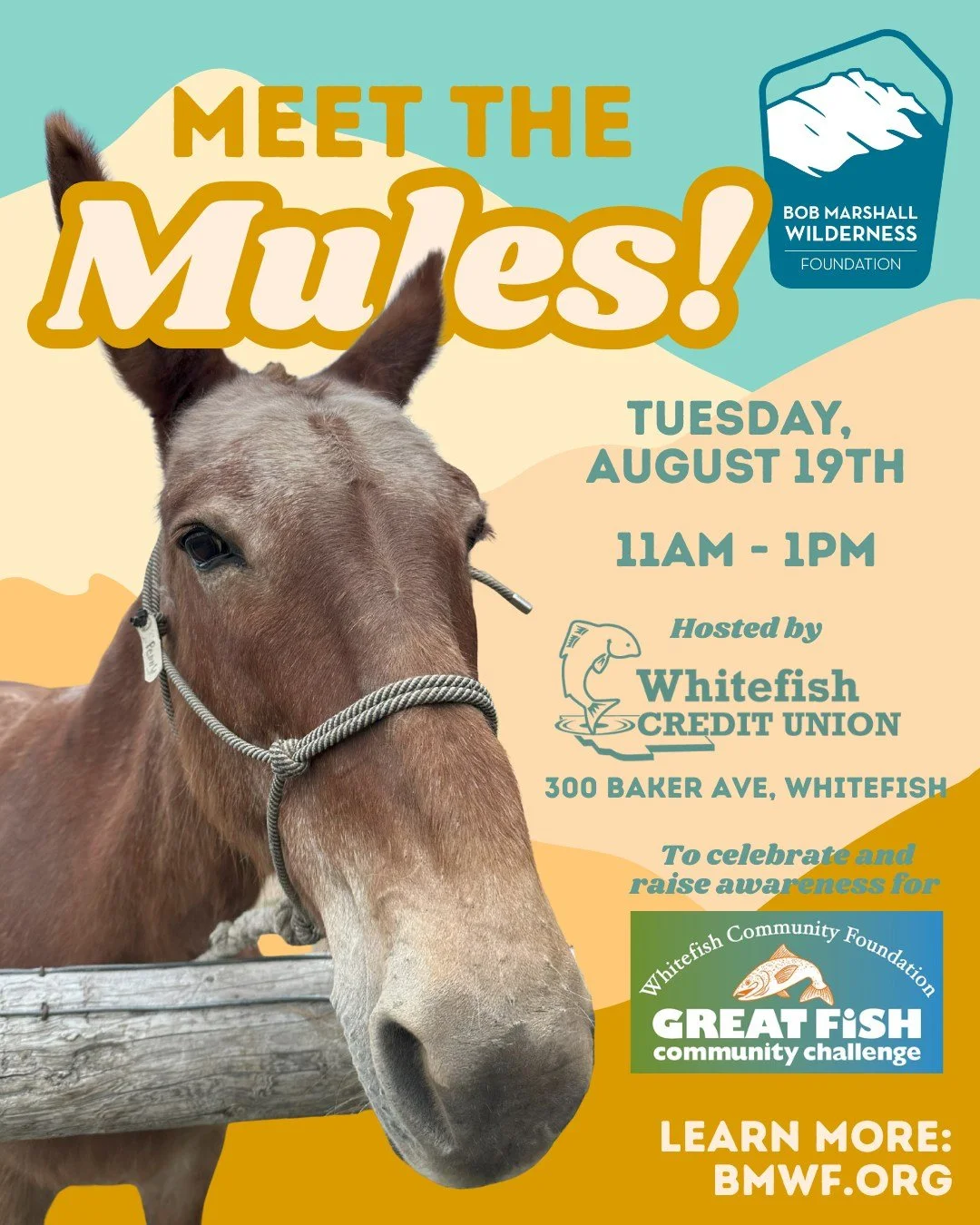 Meet the Mules! π«π«Ά You're invited to meet a few of the critters who help us in the backcountry on Tuesday, August 19th from 11am to 1pm at @whitefishcu in Whitefish. Give these long ears some scritches and a few carrots to thank them for their hard