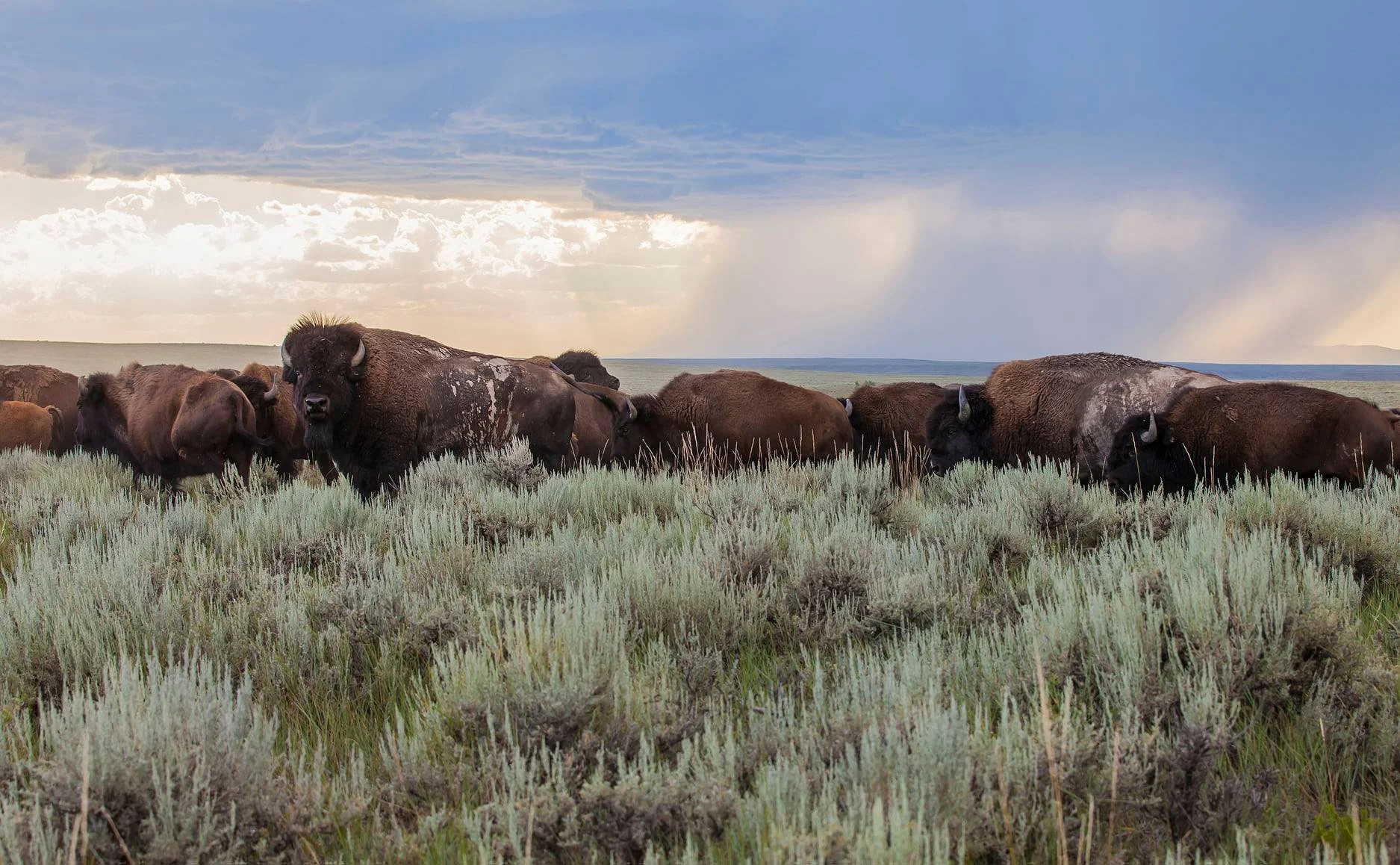LOW TICKET ALERT! 🚨 We have less than 50 tickets left in our Bison Harvest Raffle for the Bob! 

Grab your chance to win a mature bull bison harvest from the stunning 27,000-acre Sun Prairie preserve near Malta, Montana. During their three-day windo