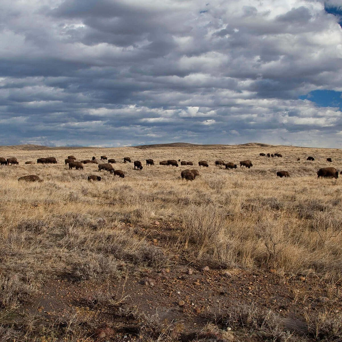 LAST CHANCE to enter our Bison Harvest Raffle! We have just 15 tickets remaining, and online ticket sales will end at 5 PM ✨tomorrow✨ Thursday, October 9th. Don't miss your chance to win this special opportunity to harvest a mature bull bison from th