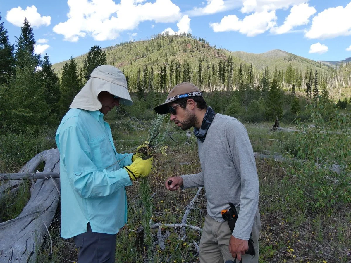 📣We're Hiring: Invasive Species Coordinator! 
This full-time, year-round position blends office work with backcountry field time (about 60/40) and involves everything from mapping and treatment to leading volunteer projects and mentoring interns.

I