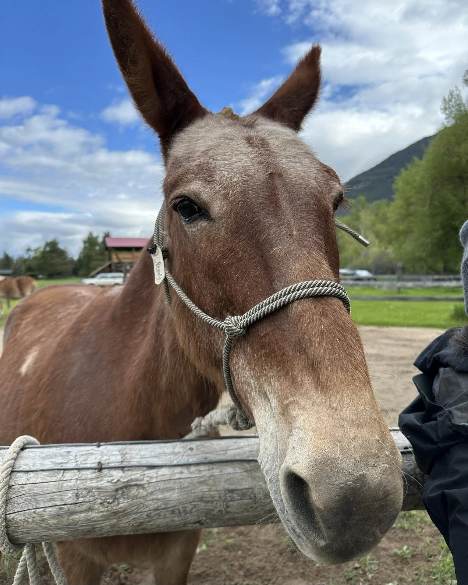 Missoula! Quick reminder to come Meet the Mules this evening (Friday, Oct 17th) at @whitefishcu (1635 S Russell St)! We'll be there from 4-6 PM with the @missoulabch.

Give the mules some love and carrots to thank them for their hard work in the wild