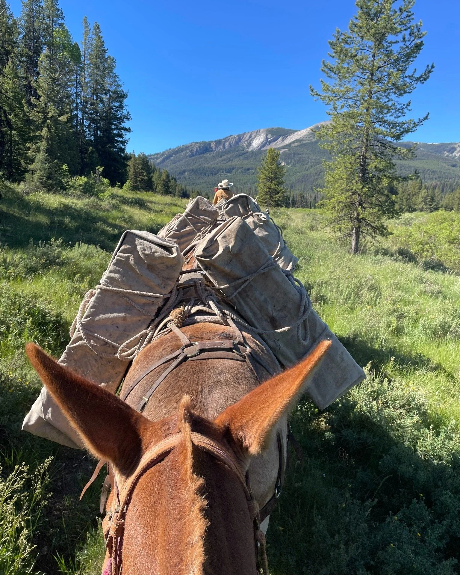 Continuing with our Volunteer FAQ series! Also, don't forget that we're hosting an FAQ webinar tomorrow, Wed. March 4th at 6 PM, where you can bring all of your questions straight to our staff. Register to attend at bmwf.org/volunteer

Q: Does BMWF p