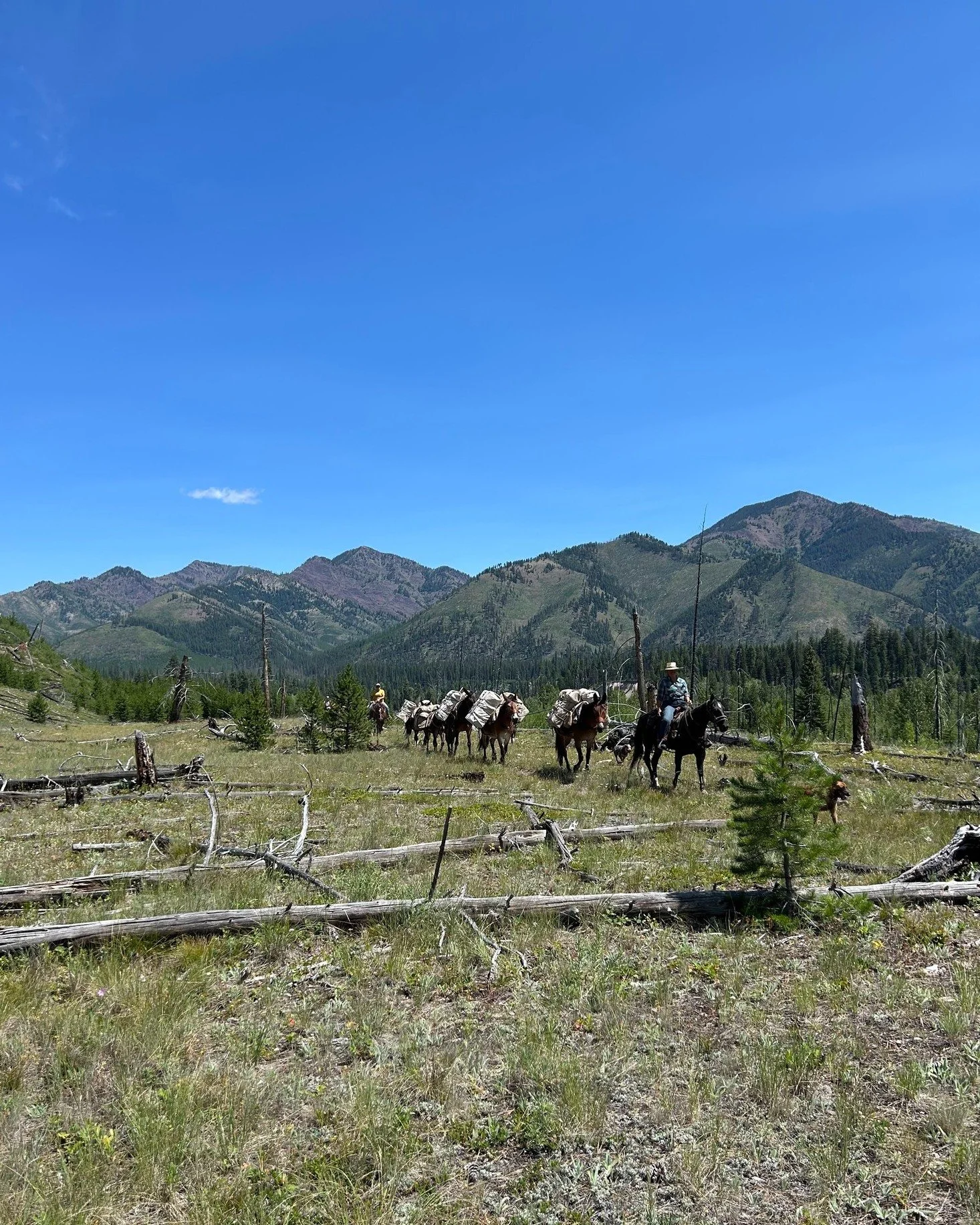 Continuing with our Volunteer FAQ series! Also, if you missed our FAQ webinar last night, it is on our website now at bmwf.org/volunteer &ndash; thanks to all who joined us with some great questions!!

Q: Does BMWF provide pack support?
A: We're luck